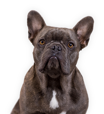 schorschi-schatten Schorschi